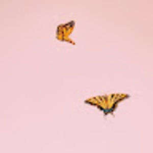 Meet your Posher, Stella